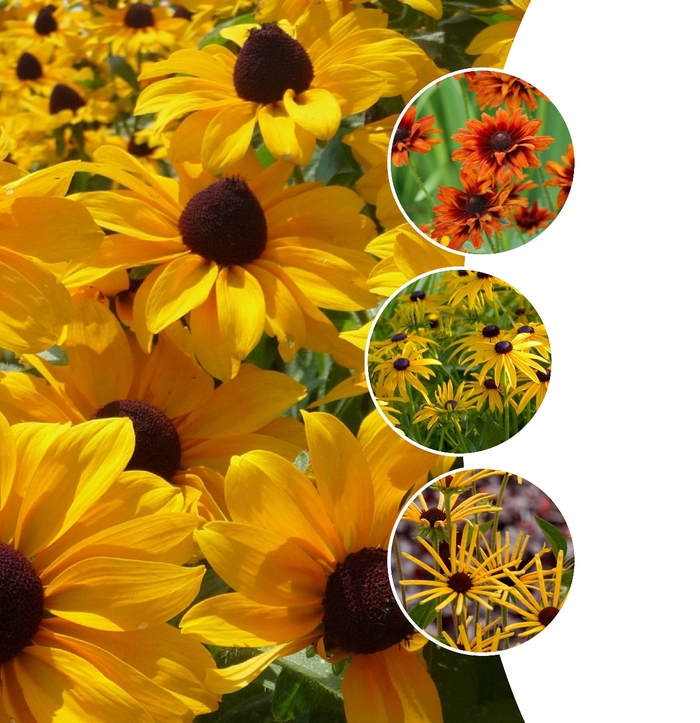 Assorted Black-Eyed Susan - Rudbeckia from Sunshine Nursery Too