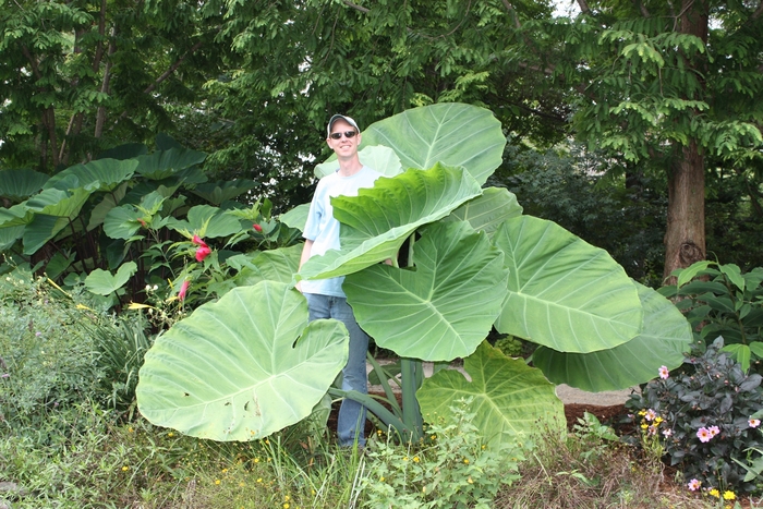 'Thailand Giant' Giant Elephant Ear - Colocasia gigantea from Sunshine Nursery Too