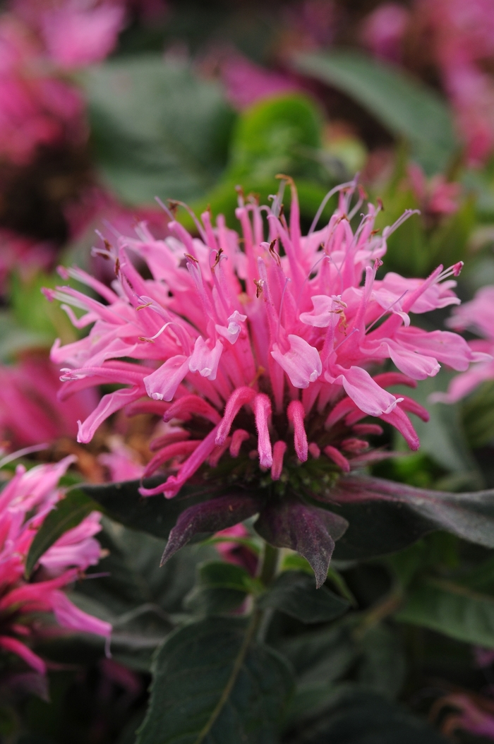 Balmy&trade; Pink - Monarda didyma 'Pink' Balbalmink PP26566 (Bee Balm) from Sunshine Nursery Too