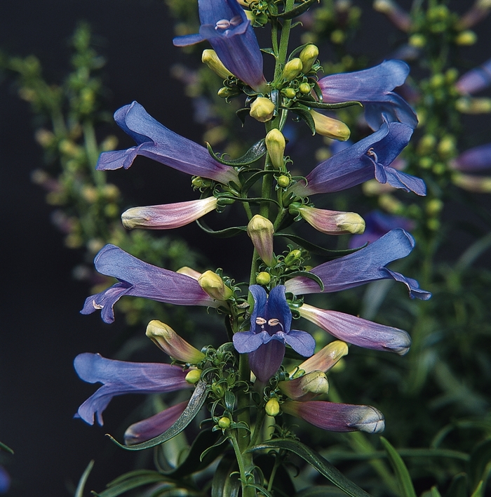 'Electric Blue' Beardtongue - Penstemon heterophyllus from Sunshine Nursery Too
