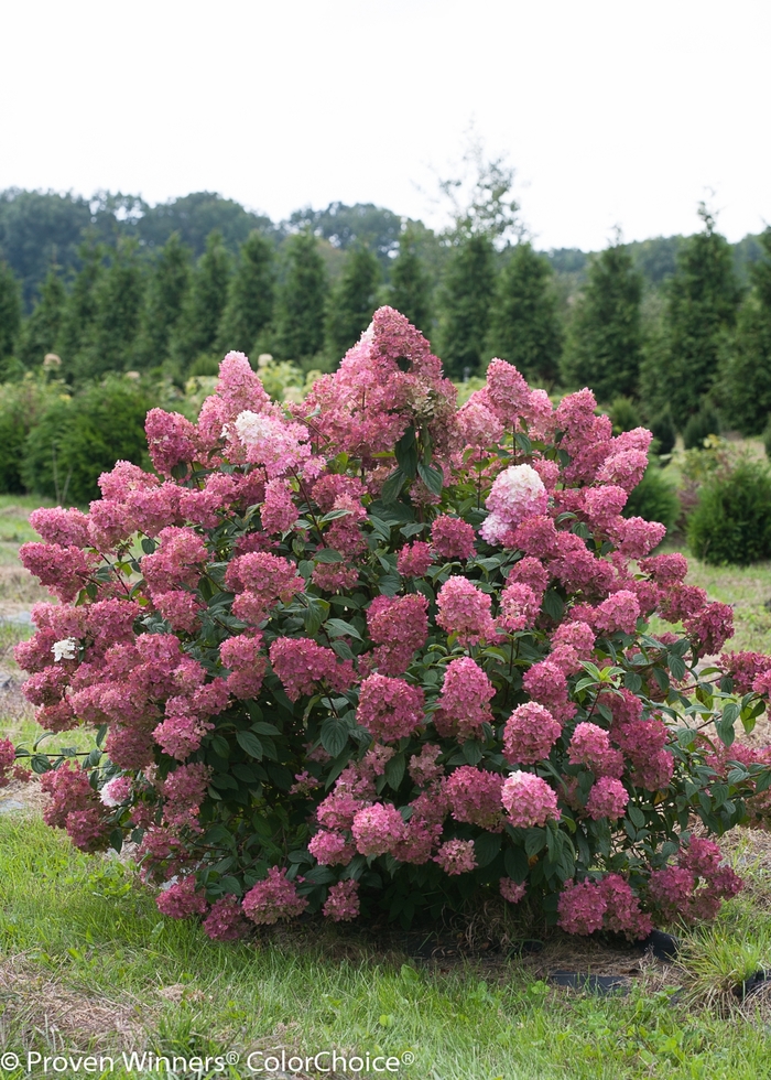 'Fire Light&reg;' Panicle Hydrangea - Hydrangea paniculata from Sunshine Nursery Too