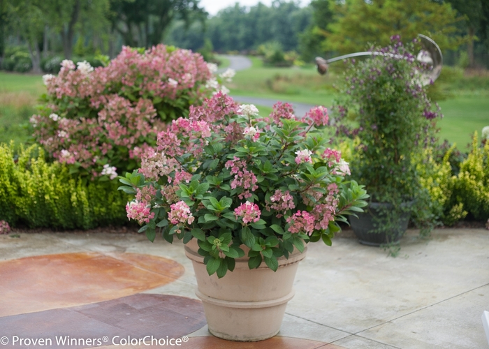 'Little Quick Fire&reg;' Panicle Hydrangea - Hydrangea paniculata from Sunshine Nursery Too