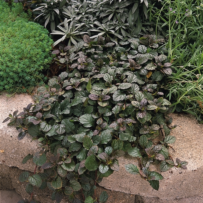'Bronze Beauty' Bugleweed - Ajuga reptans from Sunshine Nursery Too