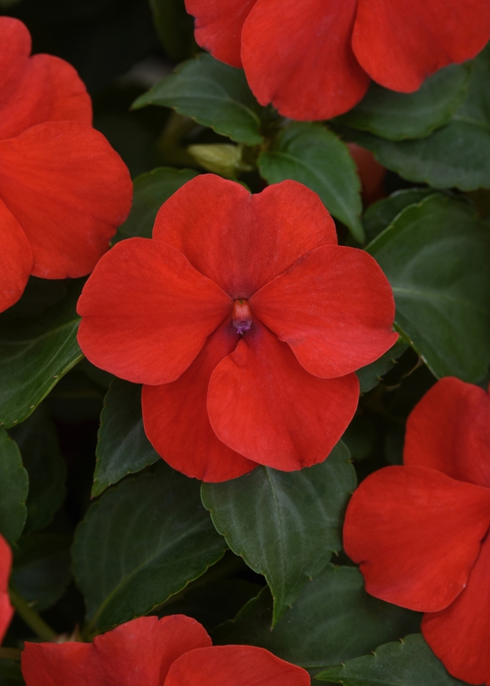 Beacon&trade; 'Bright Red' - Impatiens walleriana from Sunshine Nursery Too