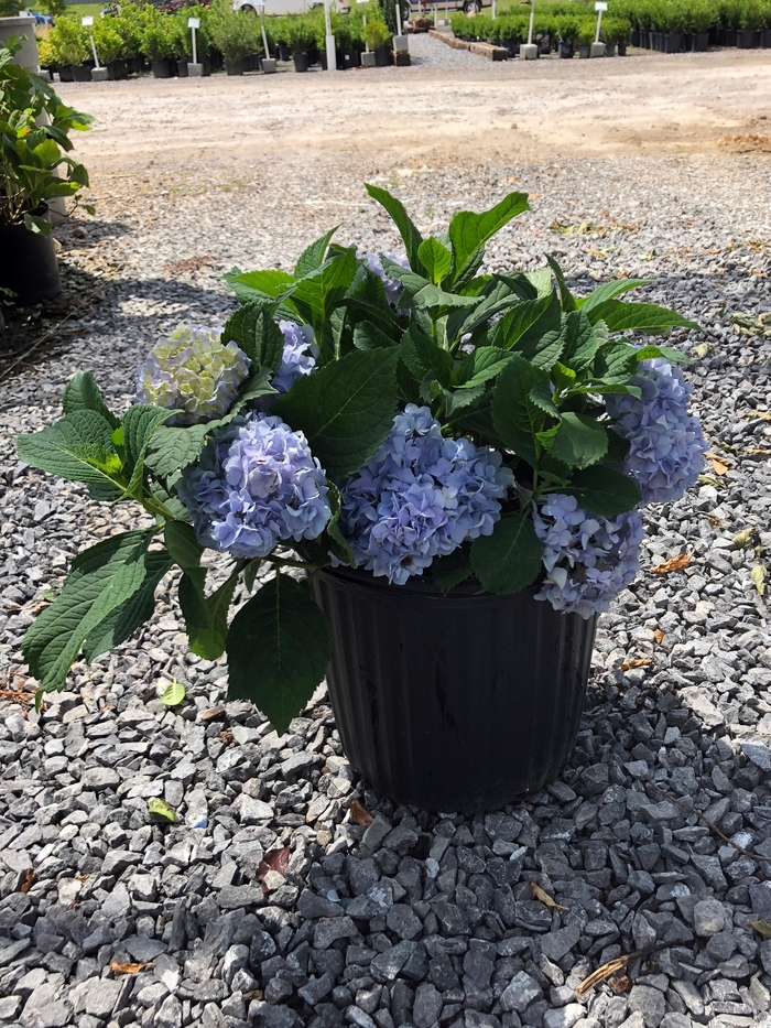 Nikko Blue Bigleaf Hydrangea - Hydrangea macrophylla 'Nikko Blue' (Bigleaf Hydrangea) from Sunshine Nursery Too