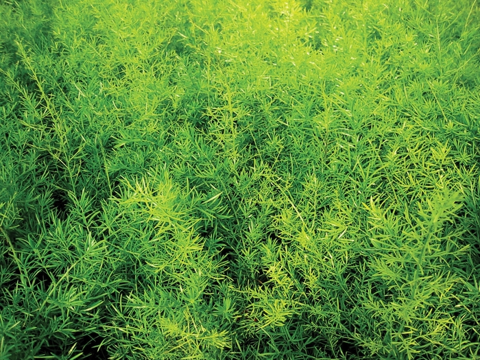 Proven Accents&reg; 'Sprengeri' - Asparagus densiflorus (Asparagus Fern) from Sunshine Nursery Too