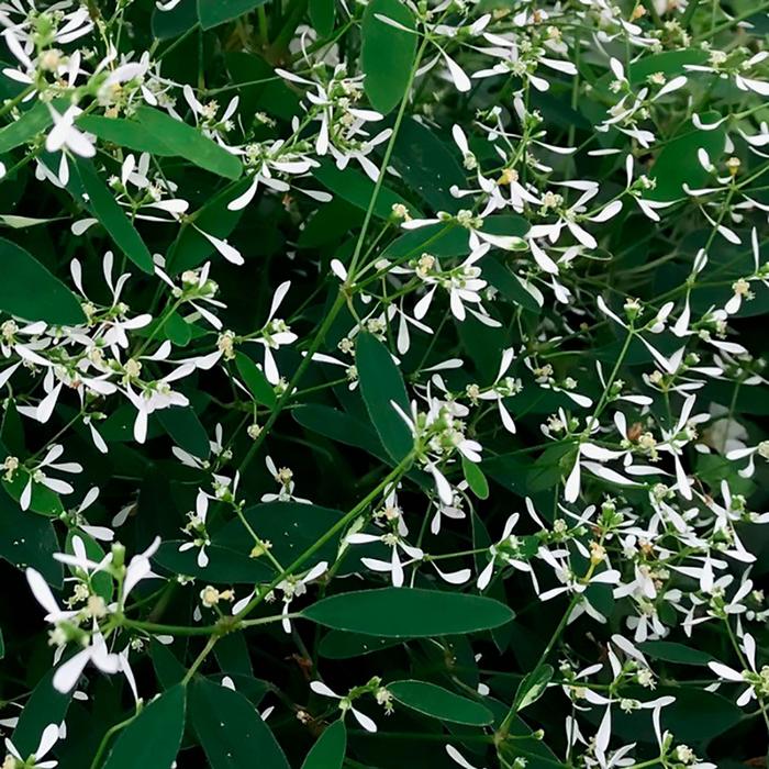 Euphoric&trade; White Imp. - Euphorbia hypericifolia (Spurge) from Sunshine Nursery Too