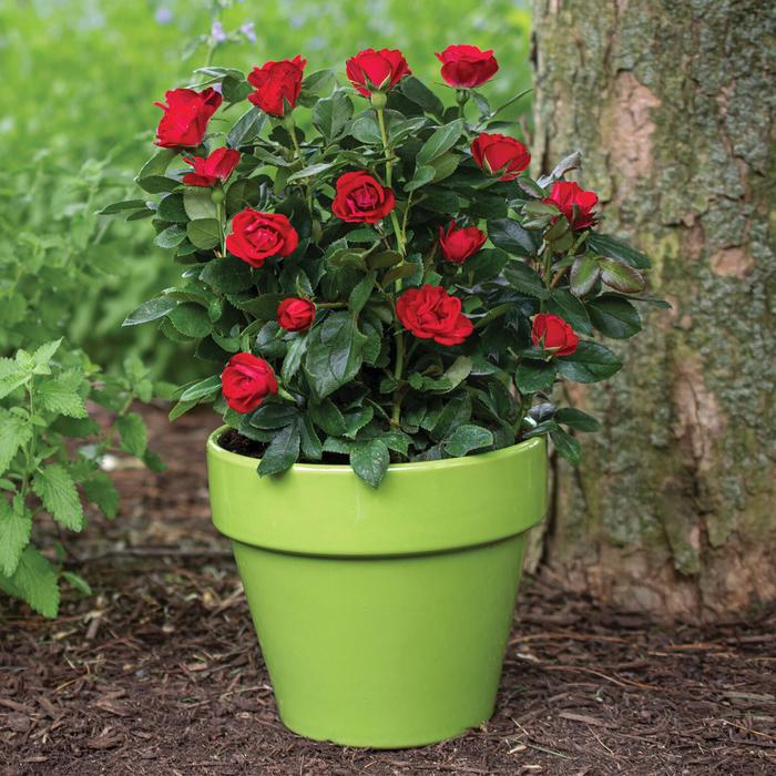 Knock Out&reg; Petite - Rosa 'Radral' from Sunshine Nursery Too