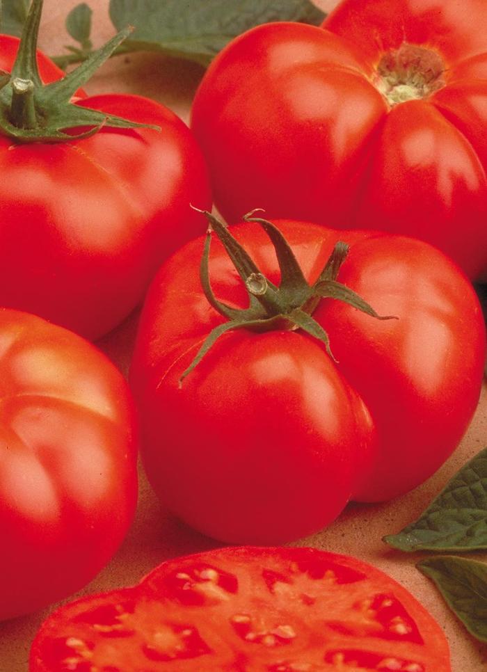 'Beefmaster' Tomato - Lycopersicon esculentum from Sunshine Nursery Too