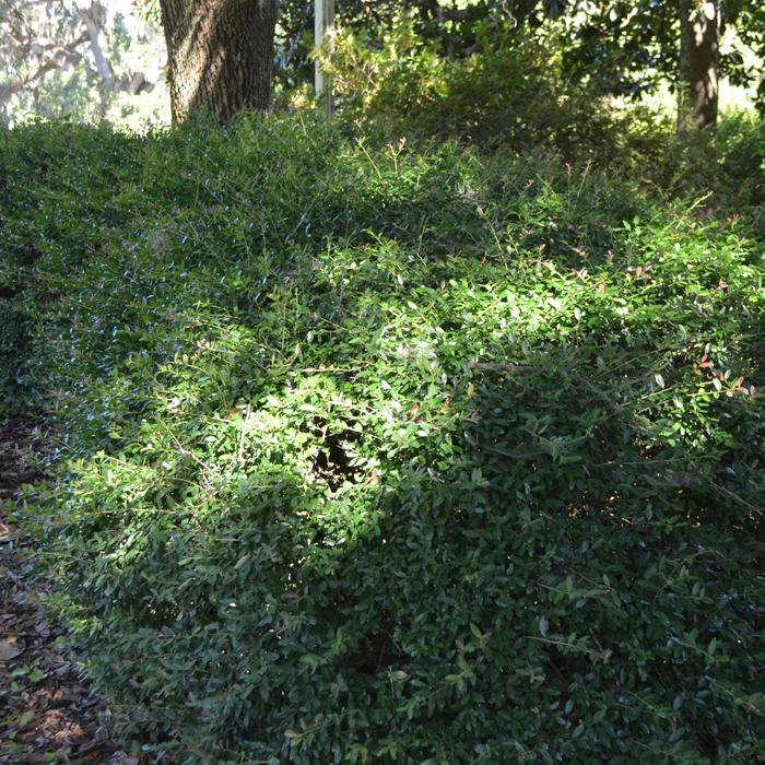  'Nana' Dwarf Yaupon Holly - Ilex vomitoria from Sunshine Nursery Too