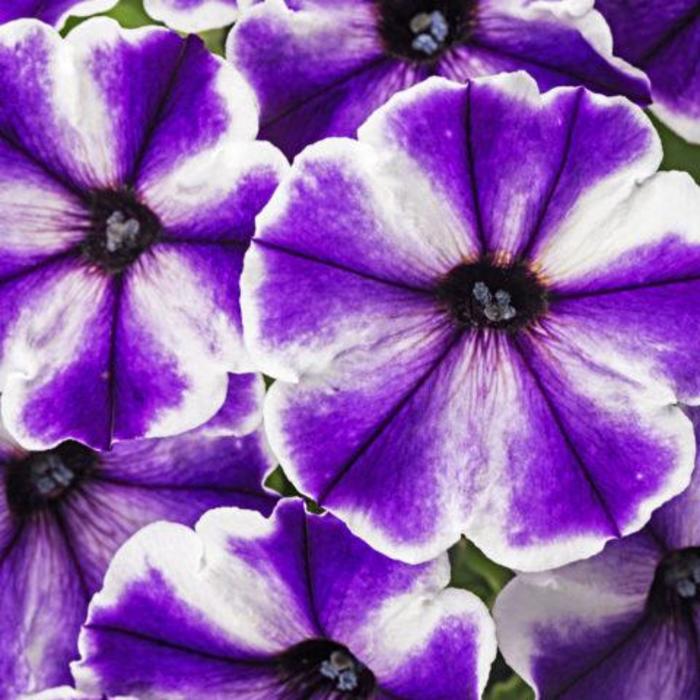Crazytunia&reg; 'Blue Ice' - Petunia from Sunshine Nursery Too