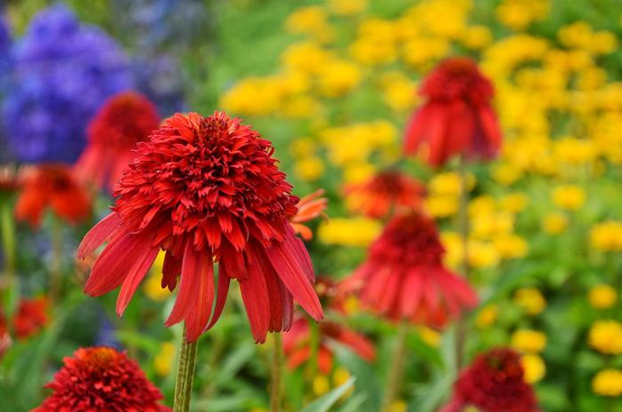 Cone-fection&trade; Hot Papaya - Echinacea purpurea 'Hot Papaya' (Coneflower) from Sunshine Nursery Too