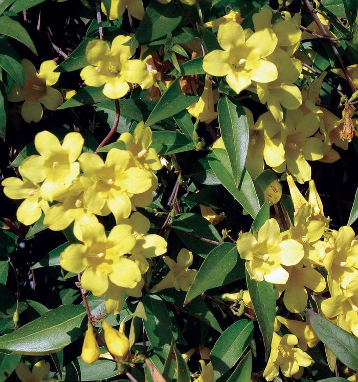 Carolina Jasmine - Gelsemium sempervirens from Sunshine Nursery Too