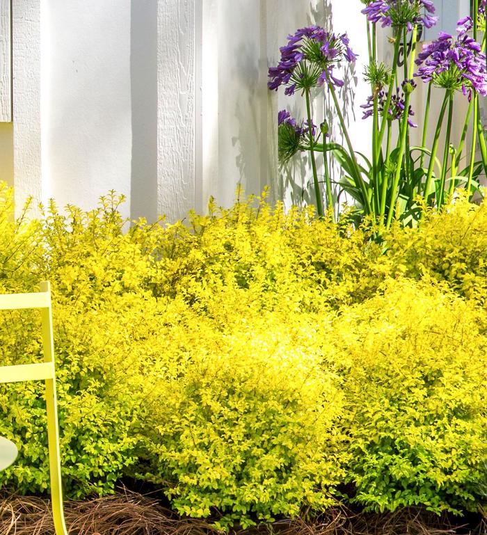 Sunshine Chinese Privet - Ligustrum sinense 'Sunshine' PP20379 (Chinese Privet) from Sunshine Nursery Too