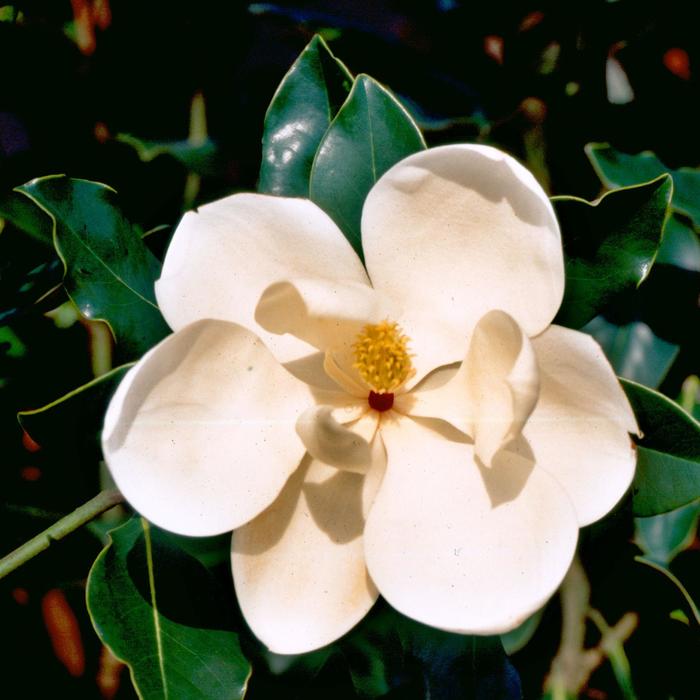 'Little Gem' Southern Magnolia - Magnolia grandiflora from Sunshine Nursery Too