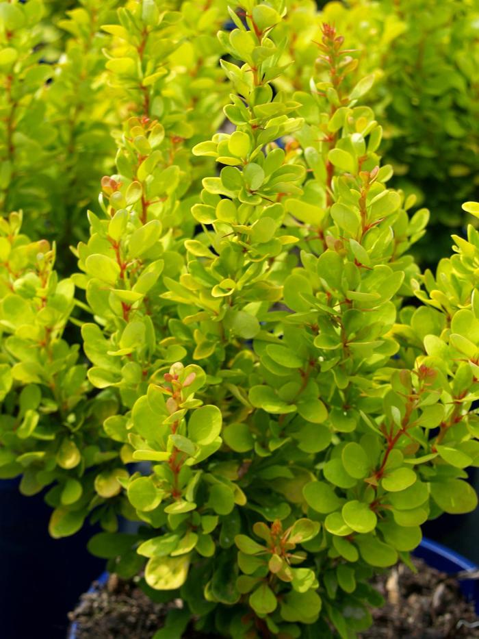 'Golden Rocket' Barberry - Berberis thunbergii from Sunshine Nursery Too