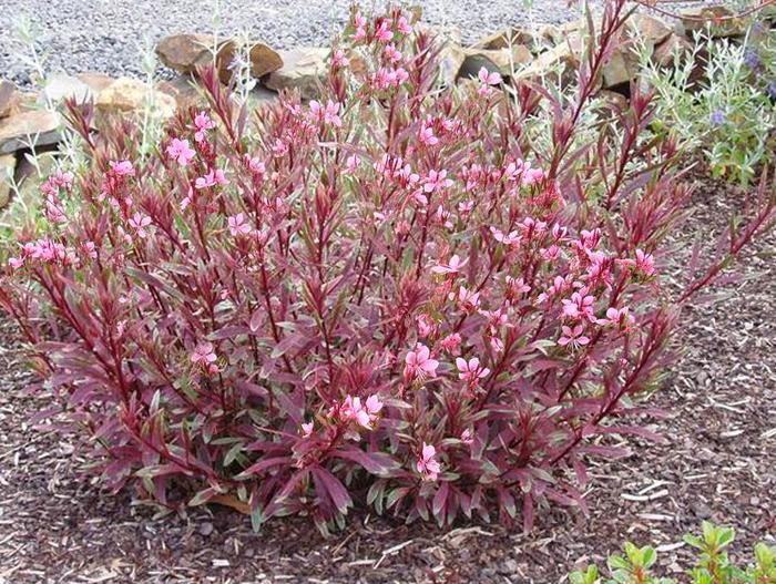  Wand Flower - Gaura from Sunshine Nursery Too