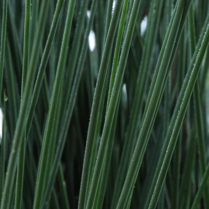 ColorGrass&reg; Blue Arrows - Juncus inflexus 'Blue Arrows' (Rush) from Sunshine Nursery Too