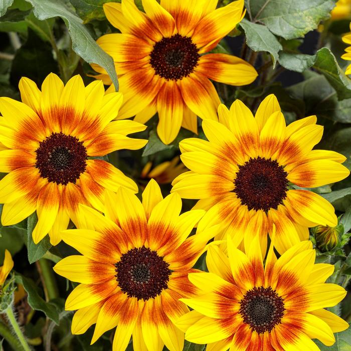 Suncredible&reg; 'Saturn&trade;' - Helianthus (Sunflower) from Sunshine Nursery Too