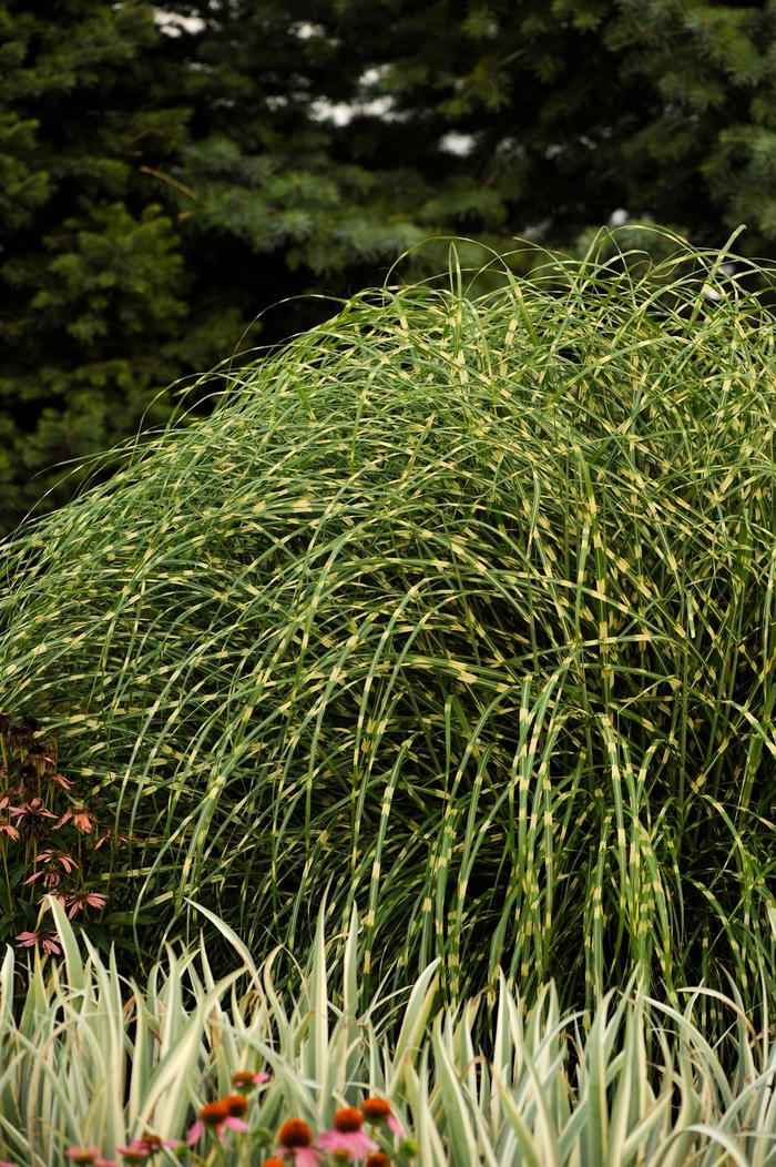 Little Zebra Maiden Grass - Miscanthus sinensis 'Little Zebra' PP13008 (Maiden Grass) from Sunshine Nursery Too