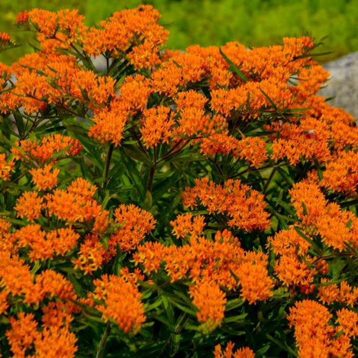 Butterfly Milkweed - Asclepias tuberosa (Butterfly Milkweed) from Sunshine Nursery Too