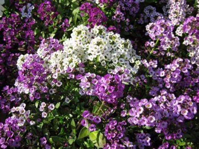 'Silver Stream&trade;' Alyssum - Lobularia from Sunshine Nursery Too