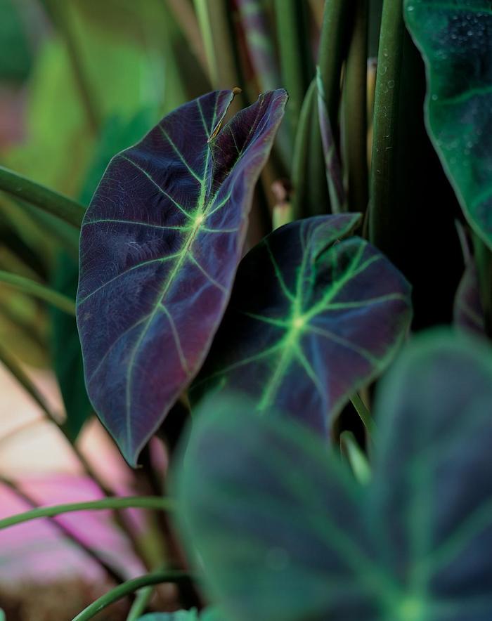 'Illustris' Elephant's Ear - Colocasia esculenta from Sunshine Nursery Too