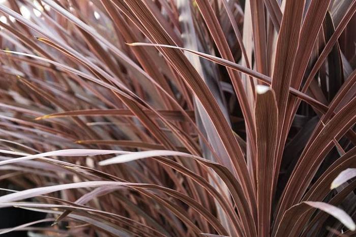 'Red Star' - Cordyline australis from Sunshine Nursery Too