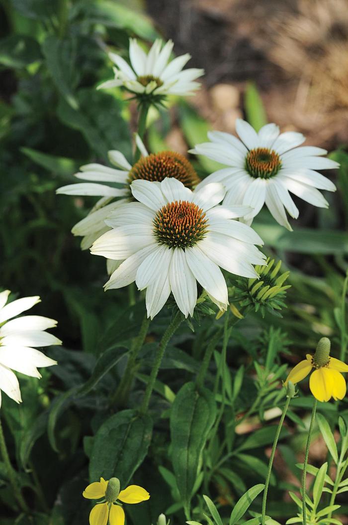 'PowWow White' Coneflower - Echinacea purpurea from Sunshine Nursery Too