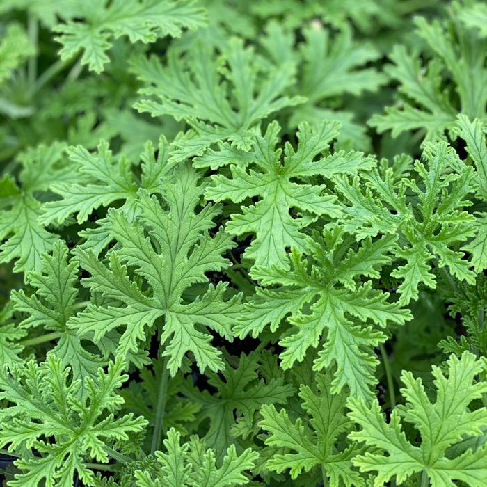 Citronella - from Sunshine Nursery Too