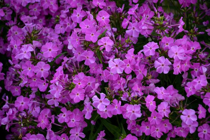 Opening Act Romance Garden Phlox - Phlox 'Opening Act Romance' (Garden Phlox) from Sunshine Nursery Too