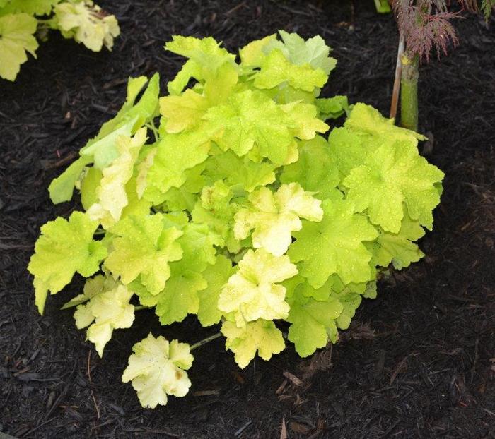  Coral Bells Variety - Heuchera villosa from Sunshine Nursery Too
