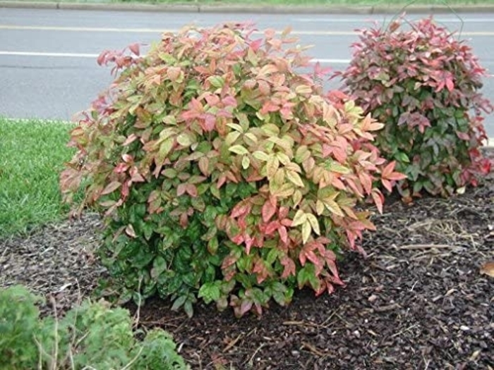 Dwarf Nandina - Nandina domestica 'Firepower' from Sunshine Nursery Too