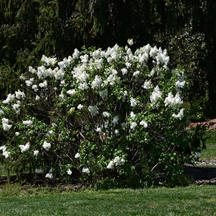 'Betsy Ross' Lilac - Syringa x oblata from Sunshine Nursery Too