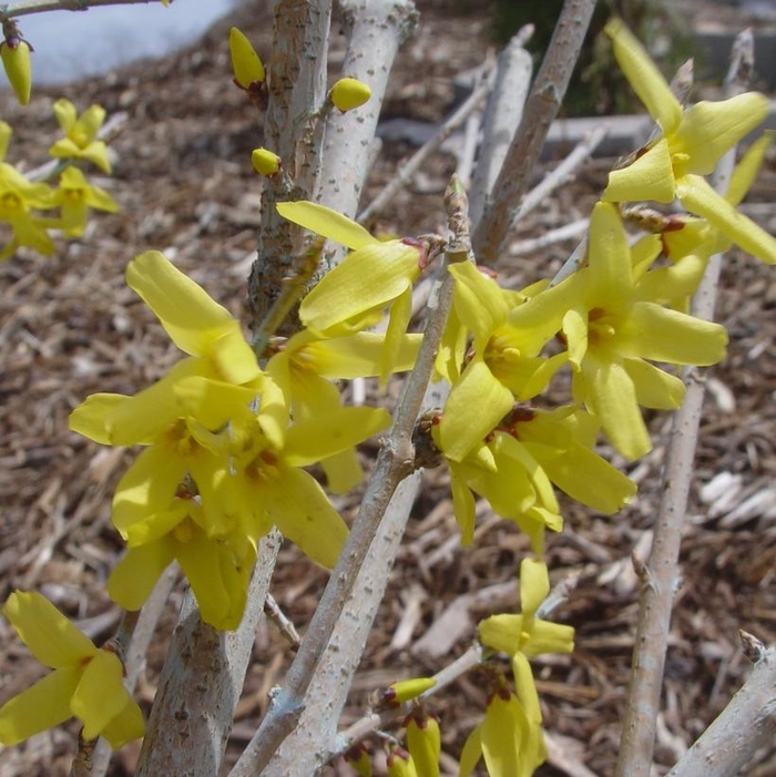 Meadowlark Forsythia - Forsythia 'Meadowlark' (Forsythia) from Sunshine Nursery Too