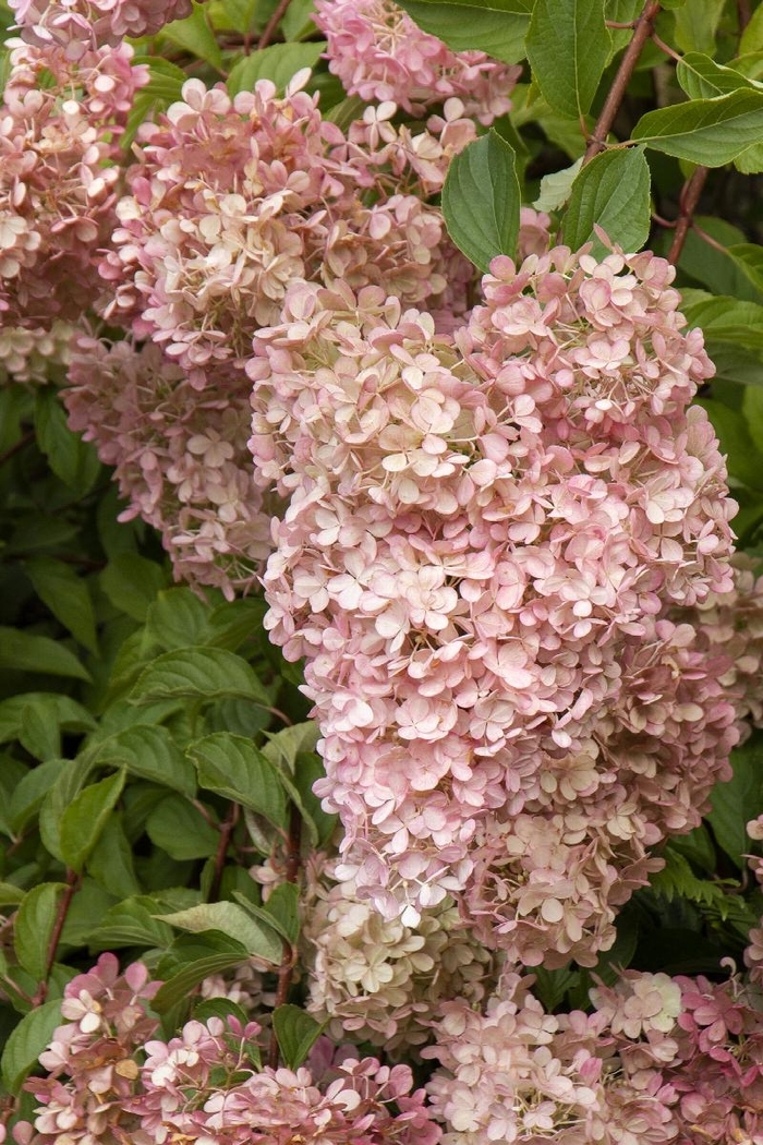 Phantom Hydrangea - Hydrangea paniculata 'Phantom' (Hydrangea) from Sunshine Nursery Too