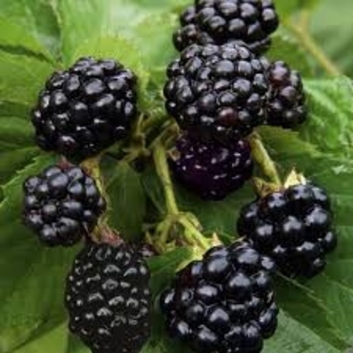 Natchez Blackberry - Rubus 'Natchez' (Blackberry) from Sunshine Nursery Too