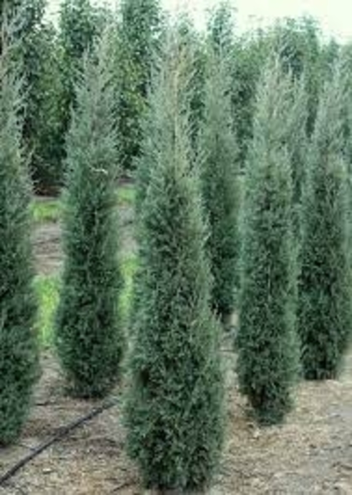 Taylor Juniper - Juniperus virginiana 'Taylor' (Juniper) from Sunshine Nursery Too