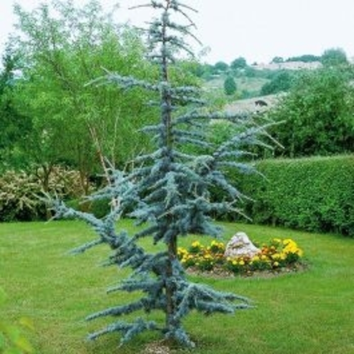 Horstman Blue Atlas Cedar - Cedrus atlantica 'Horstman' (Blue Atlas Cedar) from Sunshine Nursery Too