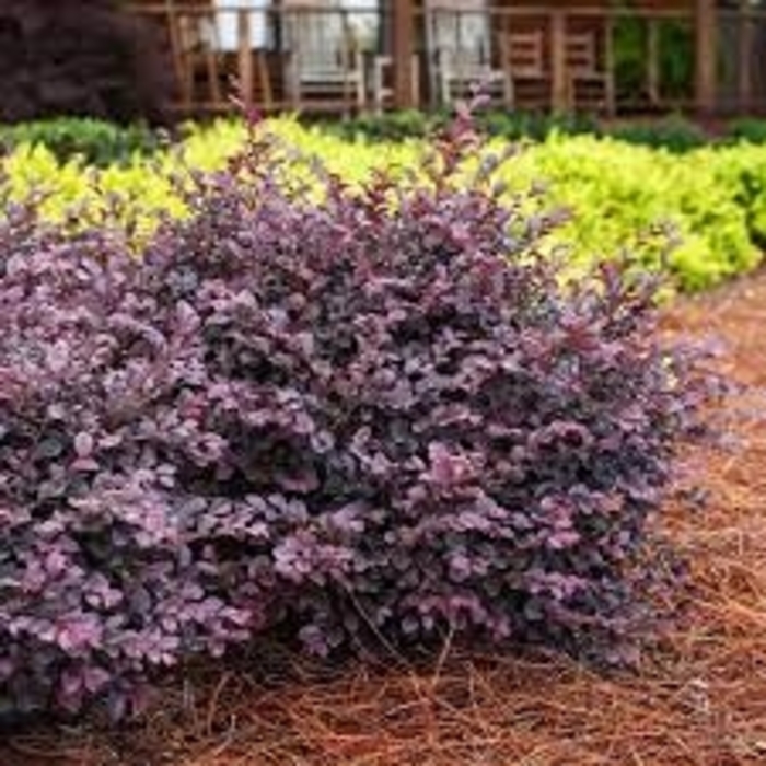 Fringe Flowers - Loropetalum chinense (Fringe Flowers) from Sunshine Nursery Too