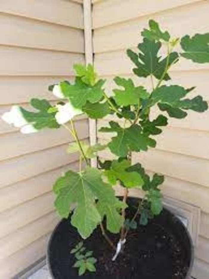 Chicago Hardy Fig - Ficus carica 'Chicago Hardy' (Fig) from Sunshine Nursery Too