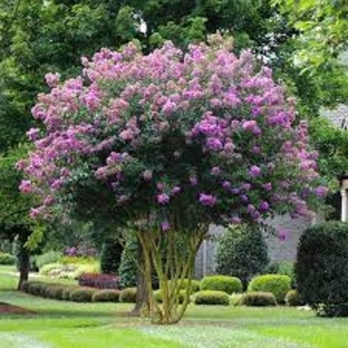 Muskogee Crape Myrtle - Lagerstroemia indica x fauriei 'Muskogee' (Crape Myrtle) from Sunshine Nursery Too