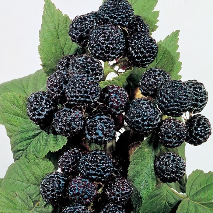 'Multiple Varieties' Blackberry - Rubus from Sunshine Nursery Too