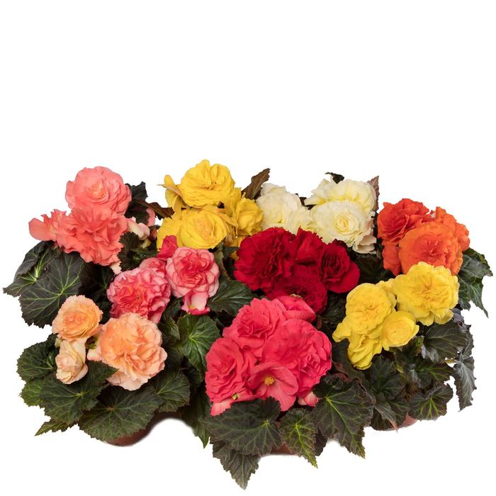 Tuberous Mix - Begonia tuberhybrida (Tuberous Begonia) from Sunshine Nursery Too