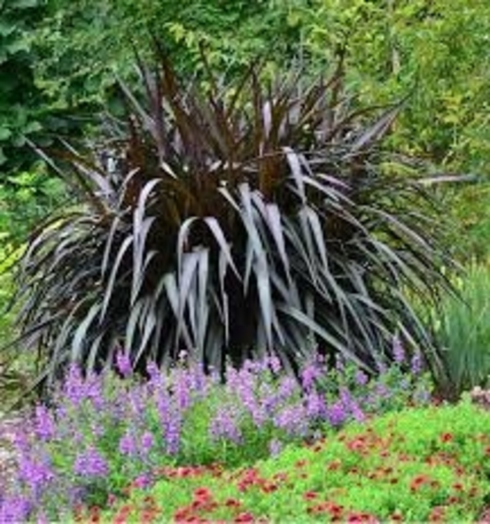 'First Knight' Ornamental Grass - Pennisetum from Sunshine Nursery Too