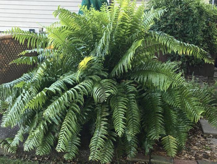 Macho Fern - Nephrolepis biserrata from Sunshine Nursery Too