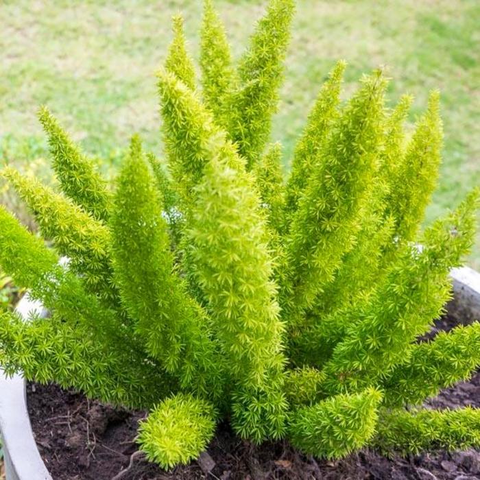 'Myersii' Foxtail Fern - Asparagus densiflorus from Sunshine Nursery Too