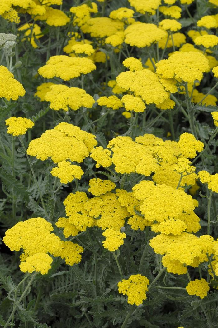 'Moonshine' Yarrow - Achillea millefolium from Sunshine Nursery Too