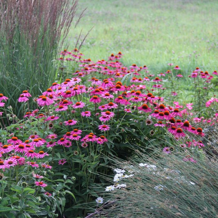 'PowWow Wild Berry' Coneflower - Echinacea purpurea from Sunshine Nursery Too