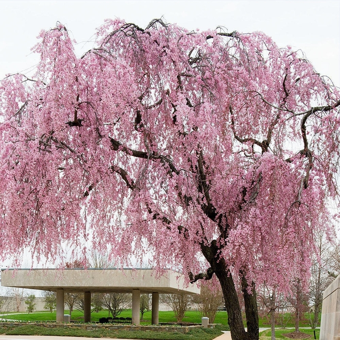 'Pendula' Weeping Yoshino Cherry - Prunus x yedoensis from Sunshine Nursery Too